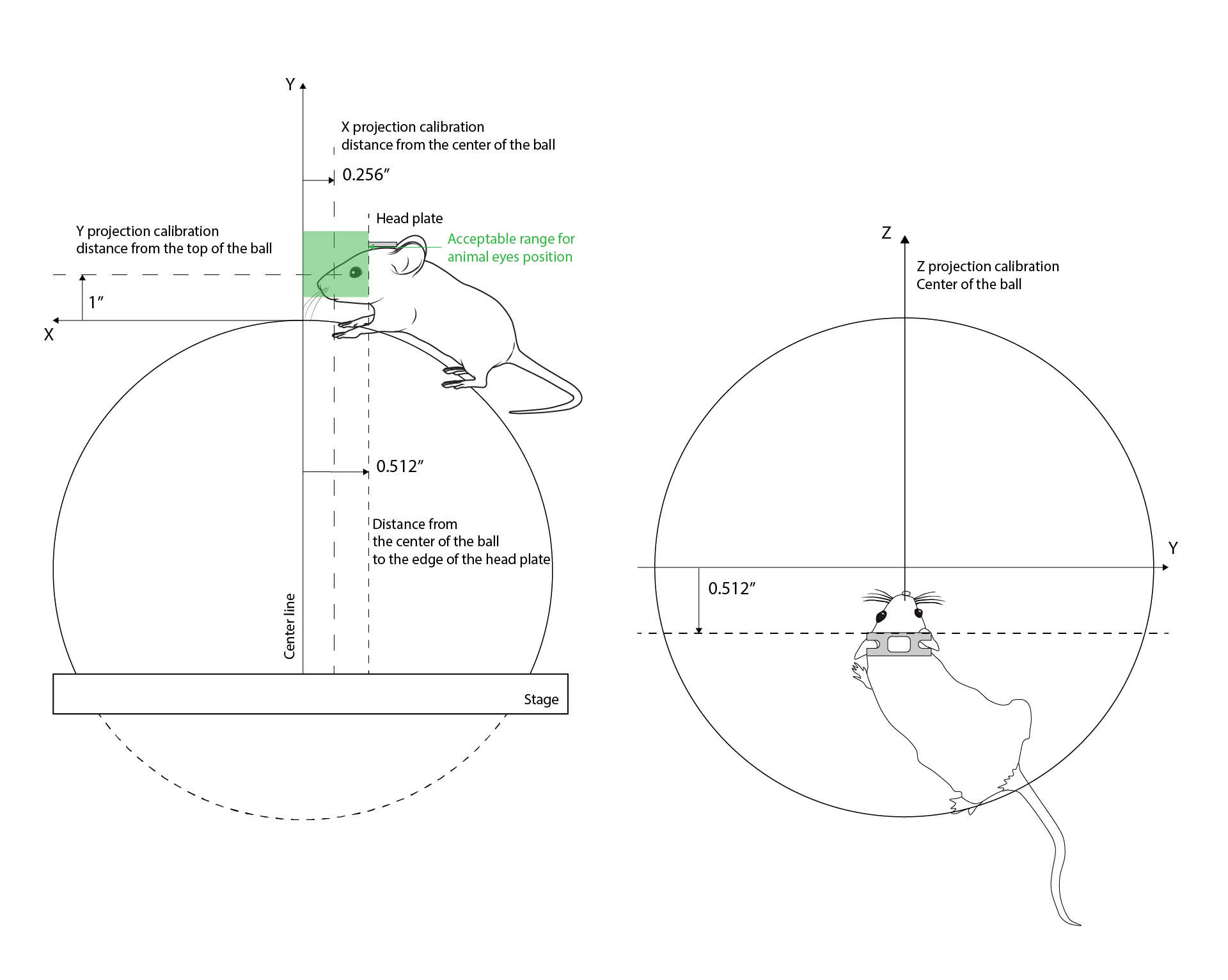Projection calibration boundaries and animal position (mouse drawings by Ethan Tyler and Federico Claudi)